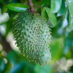 Sweet Soursop Plant 5-8 Inc Tall