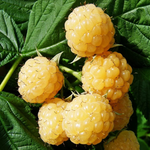 2 Fall Gold Raspberry Plants Live 4-8 Inch Height