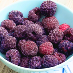 4 Glencoe Raspberry Trees Plant 4-8 Inch Tall