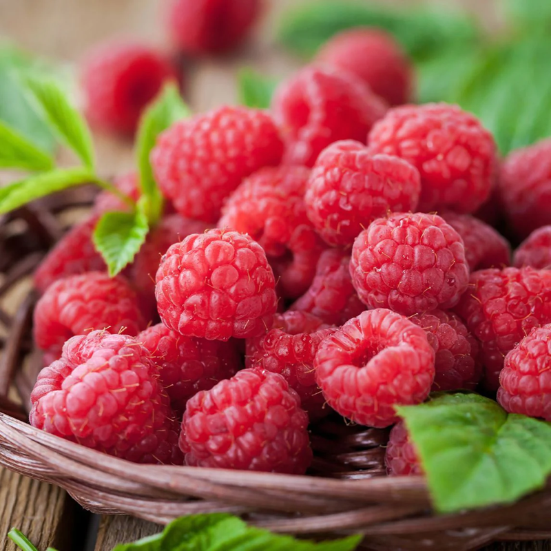 4 Red Raspberry Trees Plant 4-8 Inch Tall