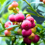 Pink Lemonade Blueberry Plant