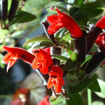 1 Red Lipstick Vine Live  In 2" Pot