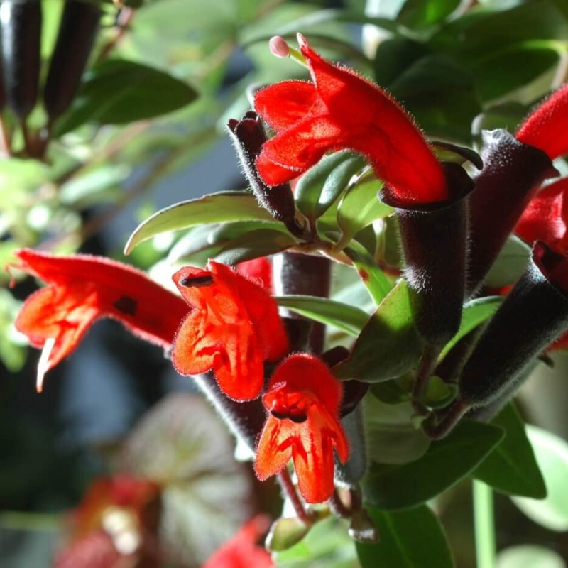 1 Red Lipstick Vine Live  In 2" Pot