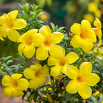 2 Yellow Allamanda Live Plants 4-6 Inc