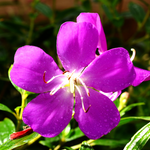 Purple Tibouchina Plant Live 3-5 Inc Tall