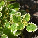 2 Plectranthus Variegated Swedish Ivy Live Plants 4-8 Inch Height In 4 Inch Pot