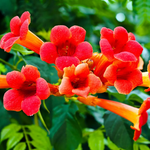 Trumpet Plant Live In 2.5 Inch Pot (Flamenco Red, Orange, Yellow, Red)