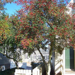 Yaupon Holly Tree