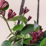 Purple Star Lipstick Vine Plant  In 2" Pot