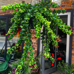 2 Twisted Curly Lipstick Houseplant, Red Lipstick Plants Live