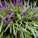6 Liriope Plants Live, Ornamental Grass Plant Live, Liriope Muscari Live Plant, Lily Turf  Starter Plants, From 6 Inc Height