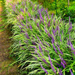 6 Liriope Plants Live, Ornamental Grass Plant Live, Liriope Muscari Live Plant, Lily Turf  Starter Plants, From 6 Inc Height