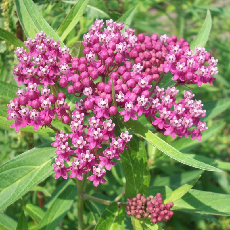 6 Milkweed Plants for Garden - Butterfly Milkweed, Swamp, Common - Live Starter Plants 4 To 7 Inches Tall