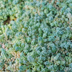 Sedum Dasyphyllum Major Plant, Sedum Major Plant - 4 Inches Pot - Rare Succulent Plant