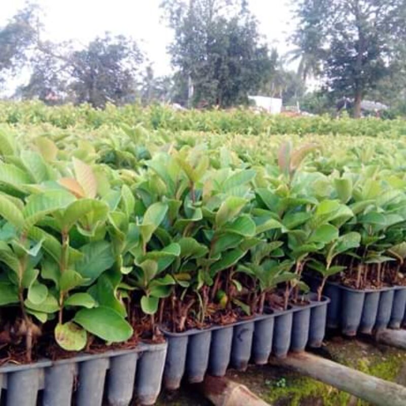 Guava Tree Live Plant