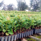Guava Tree Live Plant