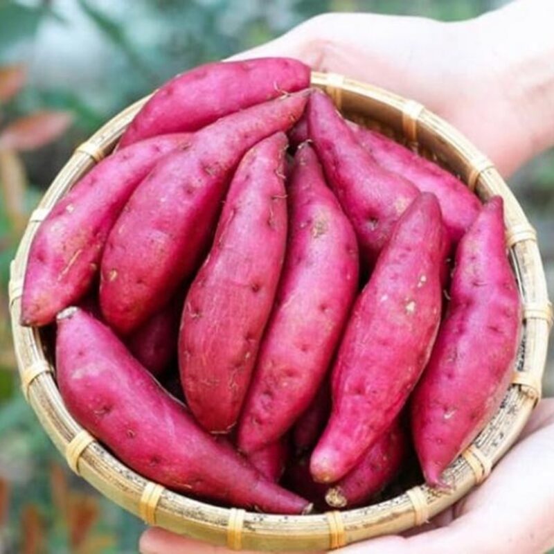 Japanese Red Sweet Potato Slips, Sweet Potato Vine Live Plant - 10 Slips - Non-Gmo Organic - Non-Gmo Organic - Well Rooted - Zone: 10-11- Outdoors - Full Sun