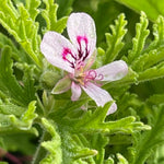 3 Live Citronella Plants,Citronella Geranium Plants Well Rooted 4-9 Inch Tall