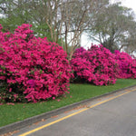 2 Southern Azalea Plants Live Tree, Blooming Rhododendron Bushes, 5-10 Inc Tall, No Pot, for Indoor Outdoor Planting, Vibrant Pink Purple Azalea
