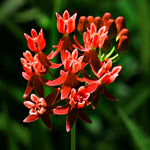 Pack 2 Milkweed Live Plants, Butterfly Milkweed Shrub, Asclepias Tuberosa Plants 4-8 Inches (Deep Red)