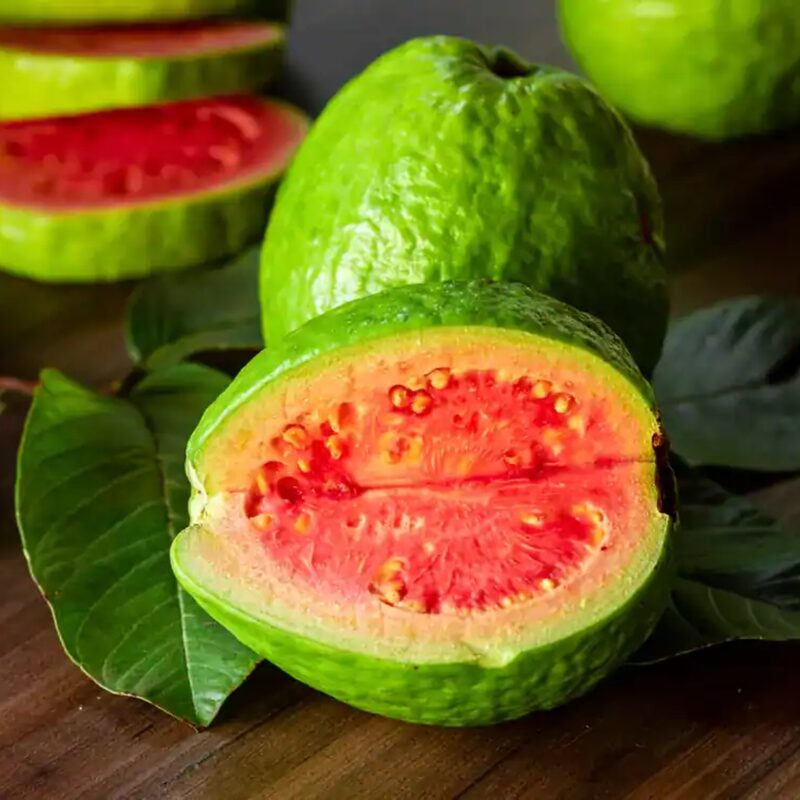 Guava Tree