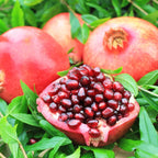 Pomegranate Tree Live Plant - Pomegranate  - 1- 2 Year Old - Plant