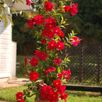 Red Mandevilla Plants - 2 to 5 Inc Long, set of 2 plants