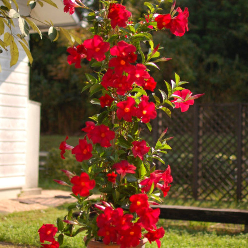 Red Mandevilla Plants - 2 to 5 Inc Long, set of 2 plants
