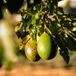 Dwarf Avocado Tree Live Plant, Outdoor Garden Tree, 6-12 Inch Tall