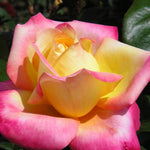 Peace Rose Bush Live Plant, Rose Plant Live for Planting, 5-10 Inch Tall, Fragrant Flowers Well Rooted Starter Plant Indoor Outdoor