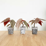 Begonia Plant Live, Colorful Begonia Plants 4-8 Inches, Decorative Houseplant for Indoor Outdoor Gardens and Containers (Pink Polka Dot Foliage)