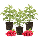 3 Raspberry Plants Live, Sweet Raspberry Bush Live Plants, Well-Rooted 5-8 Inch Height, Raspberry Shrub Outdoor, No Pot (Red Raspberry)