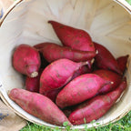Japanese Red Sweet Potato Slips, Sweet Potato Vine Live Plant - 5 Rooted Plants - Non-Gmo Organic - Well Rooted - Zone: 10-11- Outdoors - Full Sun