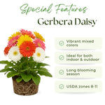 Mix Gerbera Daisy Plants Live, Assorted Daisy Plant, 5-7 Inches Tall, Colorful Perennial Plant, Bright Blooms for Indoor Outdoor Growing