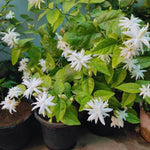 Jasmine Flower Plants Live, Jasmine Plants Indoor Live, 5 to 8 Inc Tall, Jasmine Live Plants Growing Perennial All Year