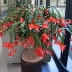 Live Orange Christmas Cactus Live Plant 4–6 Inches Tall, Winter Blooming False Thanksgiving Cactus Well Rooted, Flowering Houseplant for Home and Office