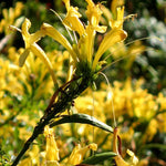2 Mango Honeysuckle Plants Live for Planting, Fragrant, Easy to Grow, Perfect for Landscaping, No Pot, Ideal for Trellises Fences, Climbing or Bush, Rooted Cutting 8-12", Dormant No Leaf