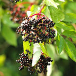 2 Black Elderberry Plants Live for Planting, 6 to 12 Inch Tall, American Elderberries Bush, Sweet Fruit Tree