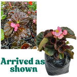 3 Packs Rose Bronze Leaf Begonia Angel Wing Maculata Live Plants, 5-9 Inch Tall, Indoor Outdoor Polka Dot Begonia