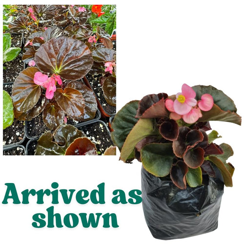 2 Live Begonia Angel Wing Maculata Set, Size 5-9 Inch Tall, Rose Bronze Leaf Polka Dot Begonia Plants, Indoor Outdoor Decorative Houseplants