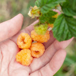 High Yield Raspberry Plants Live for Outdoor Planting, Size 5-9" in Tall, No Pot, Dormant in Winter, Cold Hardy (Fall Gold)