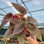 Live Begonia Plant, Indoor Flowering Houseplant, 4-8 Inches Tall, for Indoor or Outdoor Gardens (Pink Polka Dot Foliage)