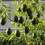 Live Dwarf Avocado Tree Plant in 3 Gallon Pot, Cold Hardy Avocado Tree 2-3 Ft Tall, Ready to Bear Fruits