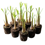 Large 20 Lemon Grass Stalks Plants for Outside Live, Bare Root Lemongrass Plant Live Fresh Well-Rooted, Lemongrass Herb Plants