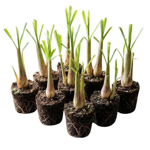 Large 20 Lemon Grass Stalks Plants for Outside Live, Bare Root Lemongrass Plant Live Fresh Well-Rooted, Lemongrass Herb Plants