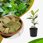 Live Bay Leaf Tree Plant, Laurus Nobilis Sweet Bay Laurel Plant, 7-10 Inch Tall in 4 Inch Pot for Planting