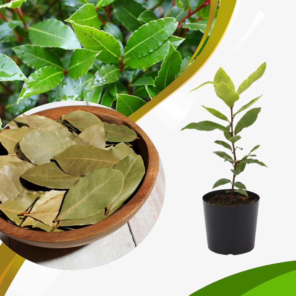 Live Bay Leaf Tree Plant, Laurus Nobilis Sweet Bay Laurel Plant, 7-10 Inch Tall in 4 Inch Pot for Planting