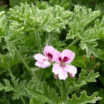 2 Pink Scented Geranium Plants Live 4–7 Inches Tall, Fragrant Flowering Geranium Herb Plant, Indoor Outdoor Container Plant for Garden