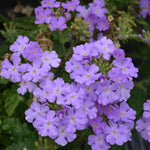 Pack 4 Light Lavender Perennial Verbena Plants, Light Purple Verbena Live Plants, Verbena Flower Trailing Plants Live for Planting, Verbena Plants in Zones 7 to 11