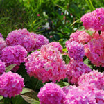 Set 2 Hydrangea Live Plants, Pink to Blue Hydrangea Bushes Shrubs Trees Live Plants in 4” Pot, Live Hydrangea Well Rooted for Planting